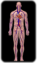 Human Circulatory System diagram / Exercise #16 (link: Blood volume info @ hypertextbook.com)