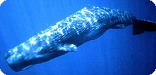 Blue Whale photo (link: Blue whale fact sheet @ American Cetacean Society)